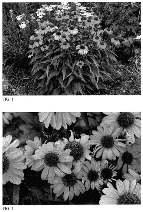 Figure 1 of US plant patent PP35141, the photograph of The Fuchsia Is Bright printed in the patent.