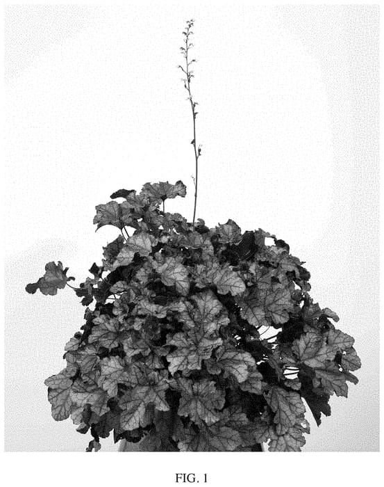 Figure 1 of US plant patent PP35142, the photograph of Toncka 380 printed in the patent.