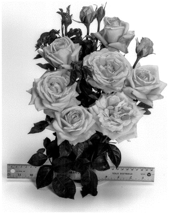 Figure 1 of US plant patent PP35143, the photograph of WEKvodomer printed in the patent.