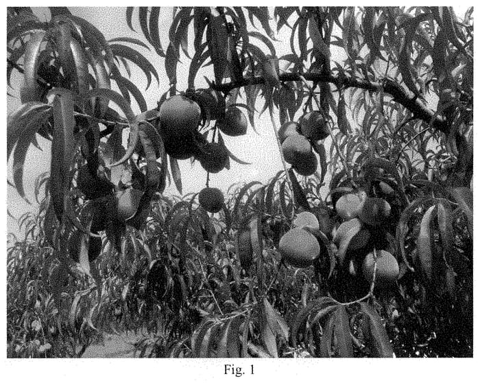 Figure 1 of US plant patent PP35144, the photograph of Cardinal Joy printed in the patent.