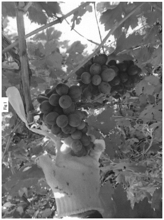 Figure 1 of US plant patent PP35145, the photograph of SV34-136-114 printed in the patent.