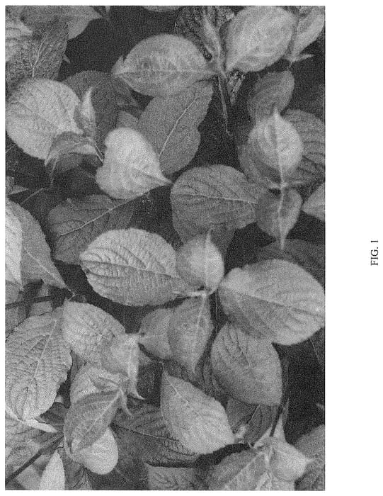 Figure 1 of US plant patent PP35146, the photograph of VERWEIG9 printed in the patent.
