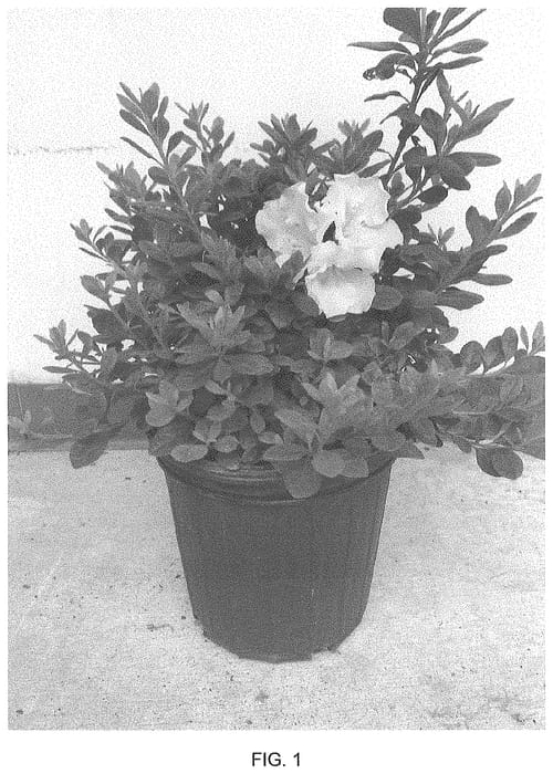 Figure 1 of US plant patent PP35147, the photograph of Lazamorwhi printed in the patent.