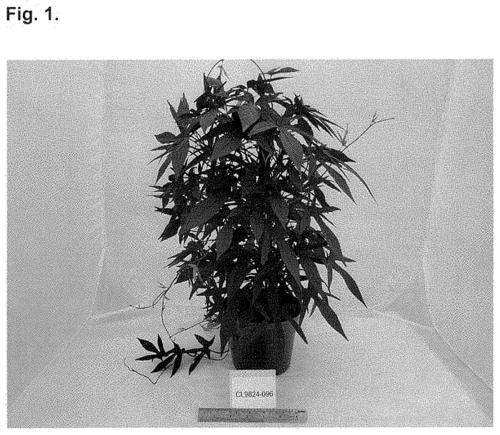 Figure 1 of US plant patent PP35148, the photograph of NCORNSP-029SCBC printed in the patent.