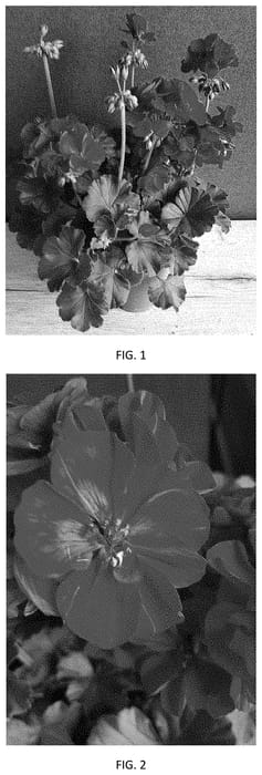 Figure 1 of US plant patent PP35149, the photograph of PEQZ0088 printed in the patent.