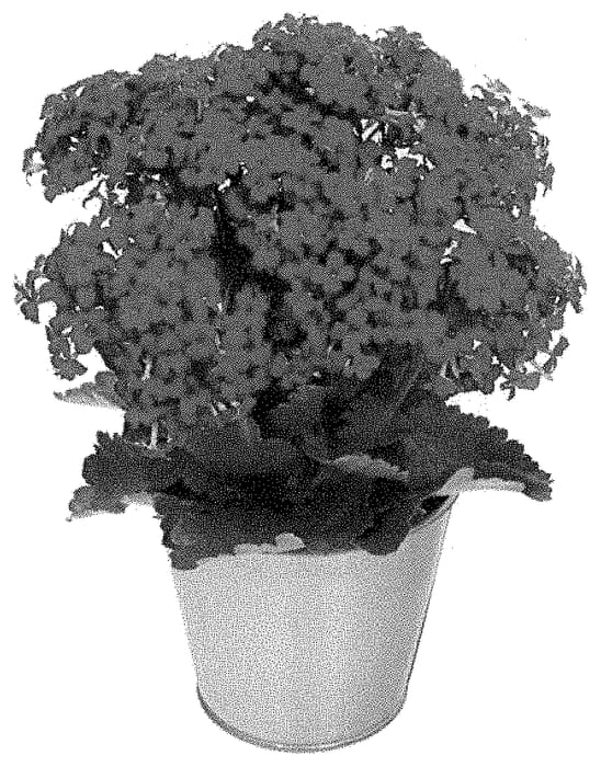 Figure 1 of US plant patent PP35150, the photograph of KLEKB20040 printed in the patent.