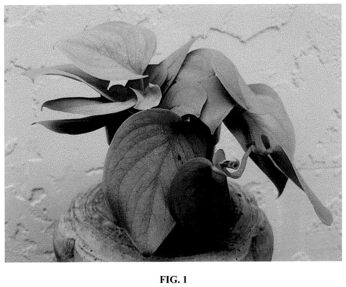 Figure 1 of US plant patent PP35151, the photograph of Silver Baby printed in the patent.