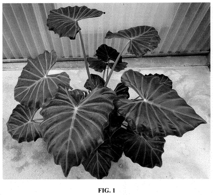 Figure 1 of US plant patent PP35152, the photograph of AS12-1 printed in the patent.