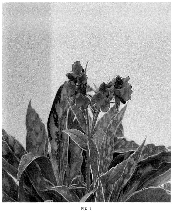 Figure 1 of US plant patent PP35154, the photograph of TNPULRASFRO printed in the patent.