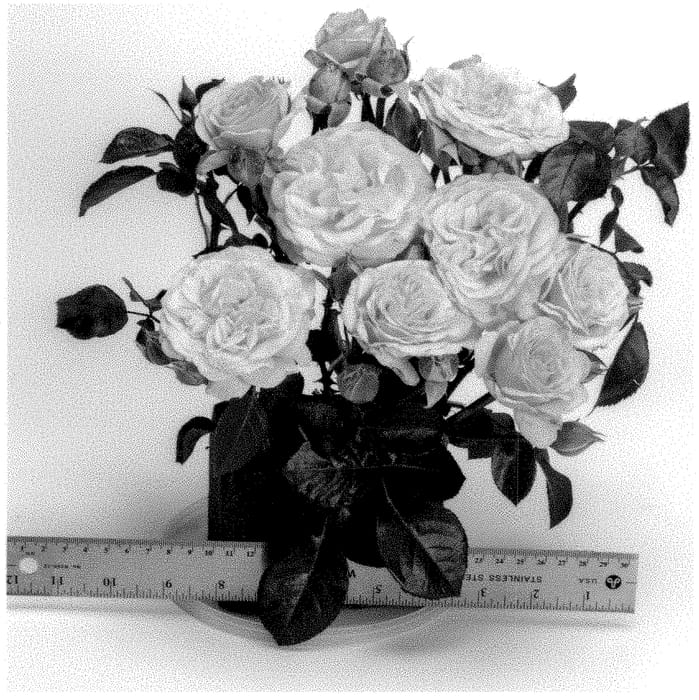 Figure 1 of US plant patent PP35155, the photograph of WEKpiflaspas printed in the patent.