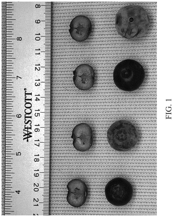 Figure 1 of US plant patent PP35156, the photograph of DrisBlueTwentyEight printed in the patent.