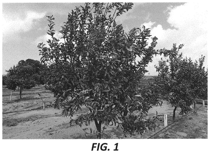 Figure 1 of US plant patent PP35157, the photograph of Ma'ayana printed in the patent.