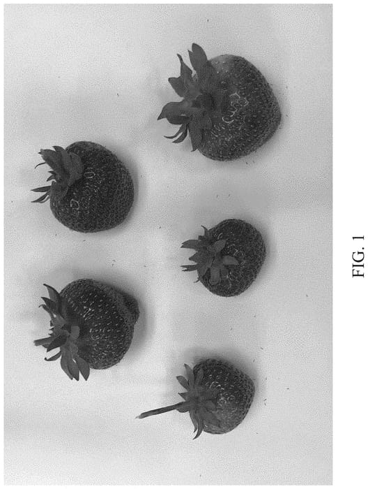 Figure 1 of US plant patent PP35158, the photograph of DrisStrawOneHundredOne printed in the patent.