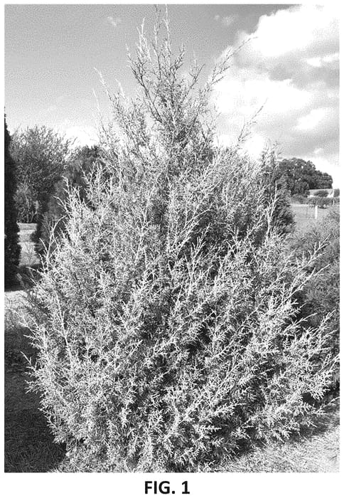 Figure 1 of US plant patent PP35159, the photograph of RutCup1 printed in the patent.
