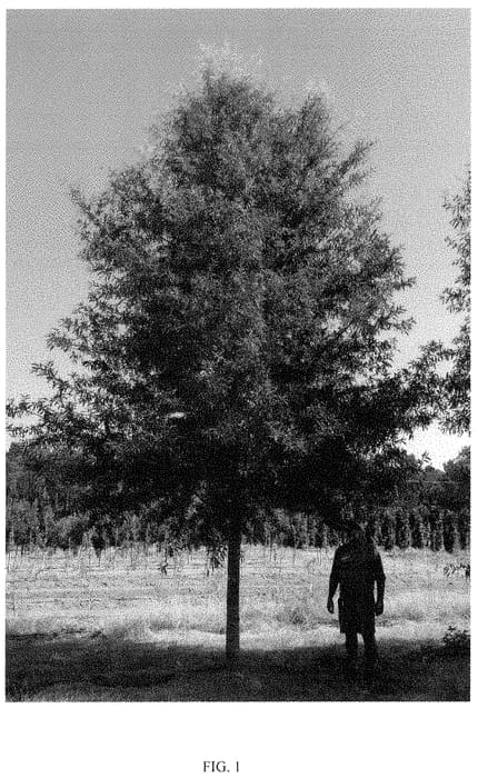Figure 1 of US plant patent PP35160, the photograph of QPMTF2 printed in the patent.