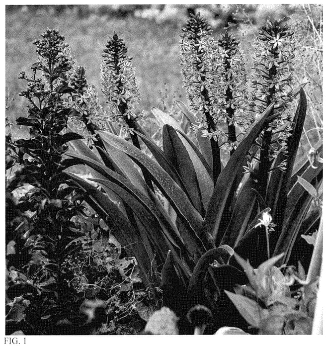 Figure 1 of US plant patent PP35161, the photograph of Purple Reign printed in the patent.
