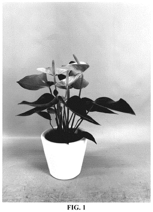 Figure 1 of US plant patent PP35162, the photograph of AN2112420 printed in the patent.