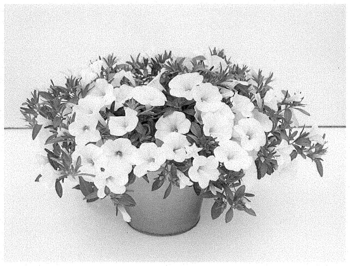 Figure 1 of US plant patent PP35163, the photograph of KLECA22491 printed in the patent.