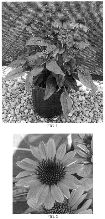 Figure 1 of US plant patent PP35164, the photograph of Balsompotin printed in the patent.