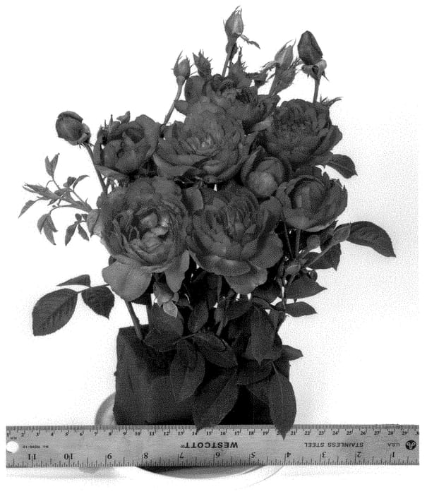 Figure 1 of US plant patent PP35165, the photograph of WEKswipufste printed in the patent.