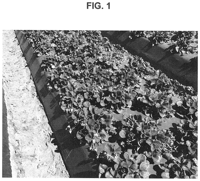 Figure 1 of US plant patent PP35166, the photograph of BG-12.3258 printed in the patent.