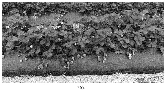 Figure 1 of US plant patent PP35167, the photograph of NSG 465 printed in the patent.