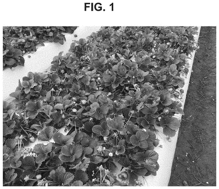 Figure 1 of US plant patent PP35168, the photograph of PE-13.119.024 printed in the patent.