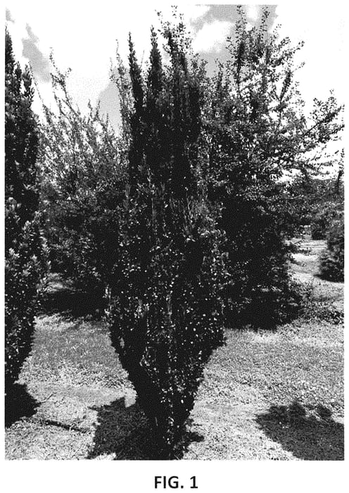 Figure 1 of US plant patent PP35169, the photograph of RutHol5 printed in the patent.
