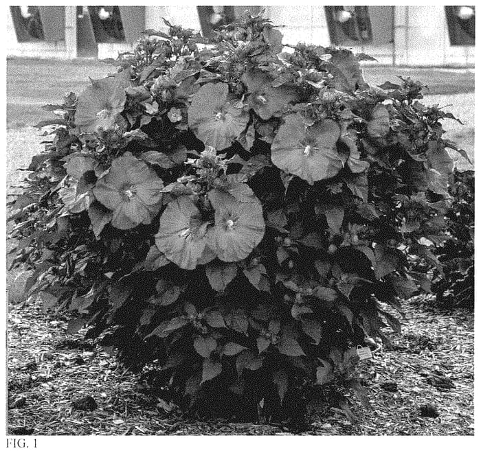 Figure 1 of US plant patent PP35170, the photograph of Valentine's Crush printed in the patent.