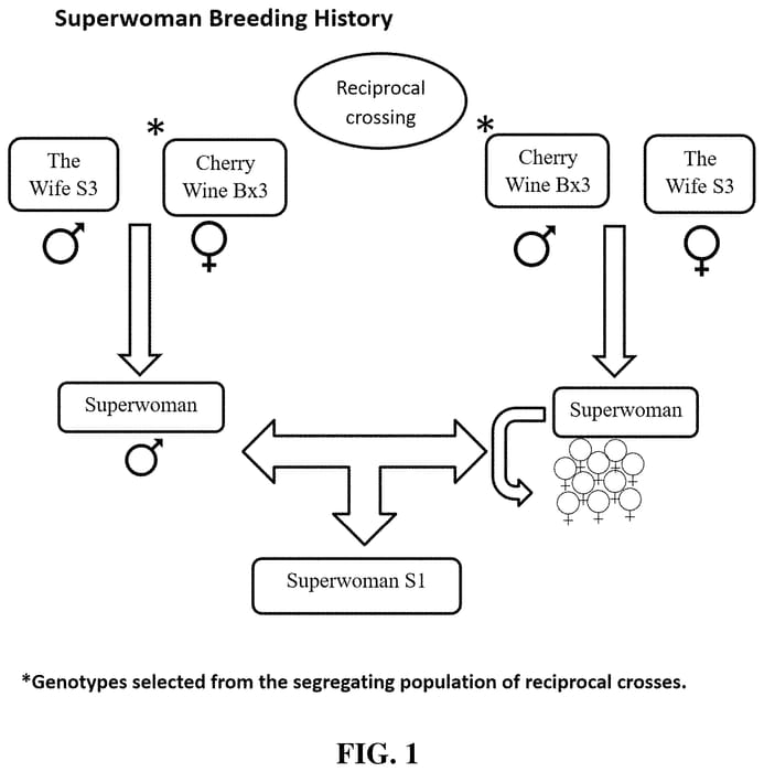 Figure 1 of US plant patent PP35171, the photograph of SW0 printed in the patent.