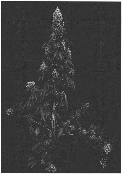 Figure 1 of US plant patent PP35172, the photograph of PCT11204V printed in the patent.