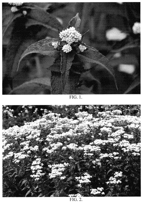 Figure 1 of US plant patent PP35173, the photograph of Blind Date printed in the patent.