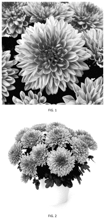 Figure 1 of US plant patent PP35174, the photograph of CIDZ0115 printed in the patent.