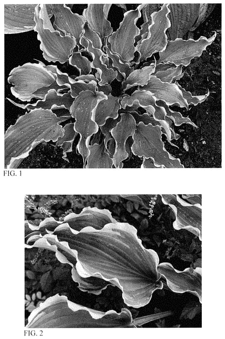 Figure 1 of US plant patent PP35175, the photograph of Dancing in the Moonlight printed in the patent.