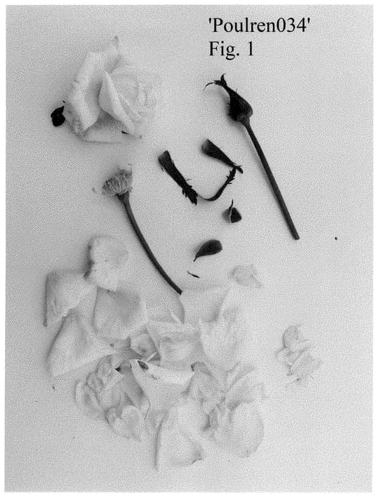 Figure 1 of US plant patent PP35176, the photograph of Poulren034 printed in the patent.
