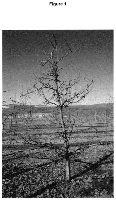 Figure 1 of US plant patent PP35177, the photograph of WA 64 printed in the patent.