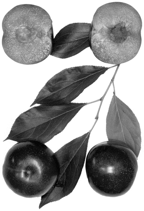 Figure 1 of US plant patent PP35178, the photograph of FLAVOR FIESTA printed in the patent.