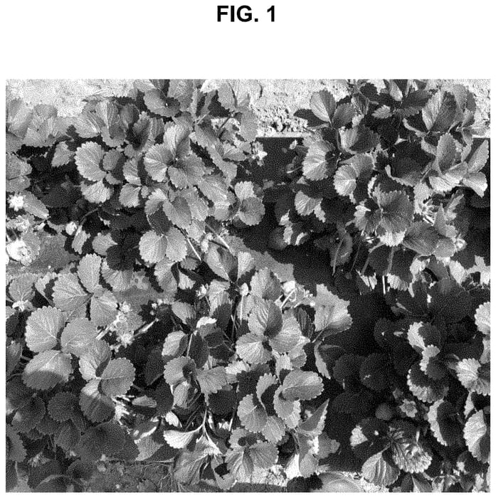 Figure 1 of US plant patent PP35179, the photograph of SB_13_164-042 printed in the patent.