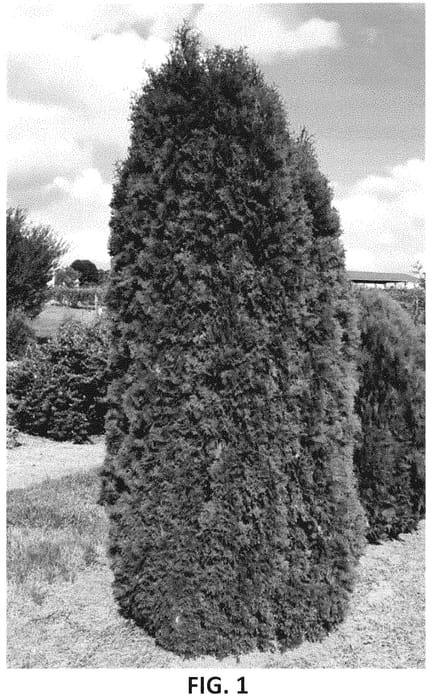 Figure 1 of US plant patent PP35180, the photograph of RutThu5 printed in the patent.