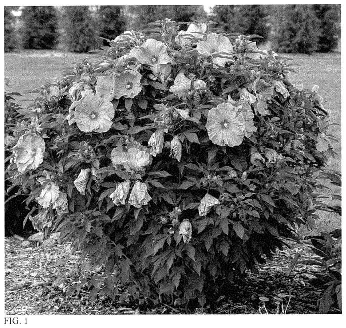 Figure 1 of US plant patent PP35181, the photograph of Lilac Crush printed in the patent.