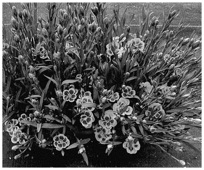 Figure 1 of US plant patent PP35182, the photograph of KLEDG22634 printed in the patent.