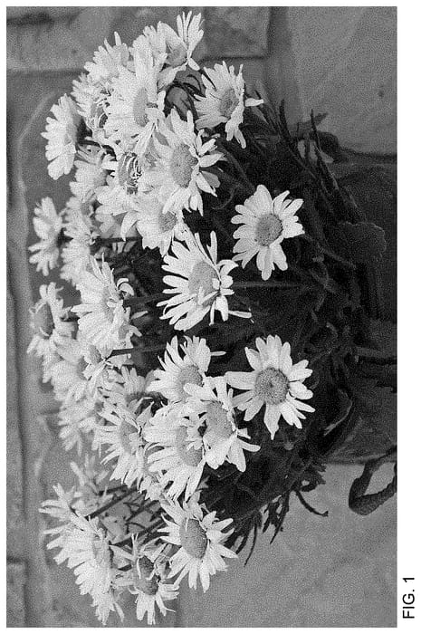 Figure 1 of US plant patent PP35183, the photograph of Sunrimaiapy printed in the patent.