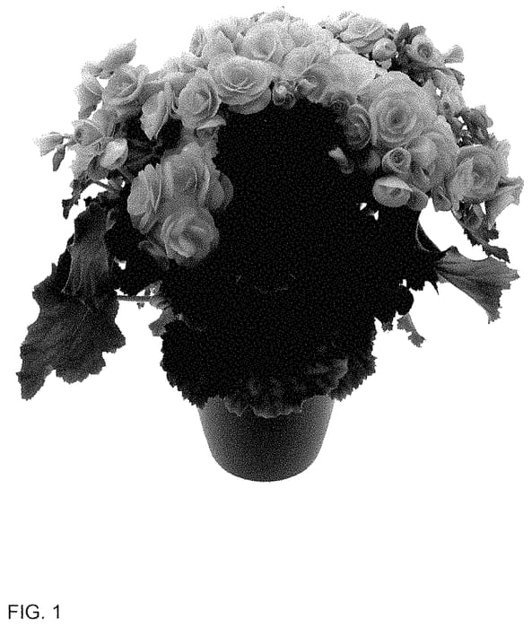 Figure 1 of US plant patent PP35184, the photograph of KRHAISU01 printed in the patent.