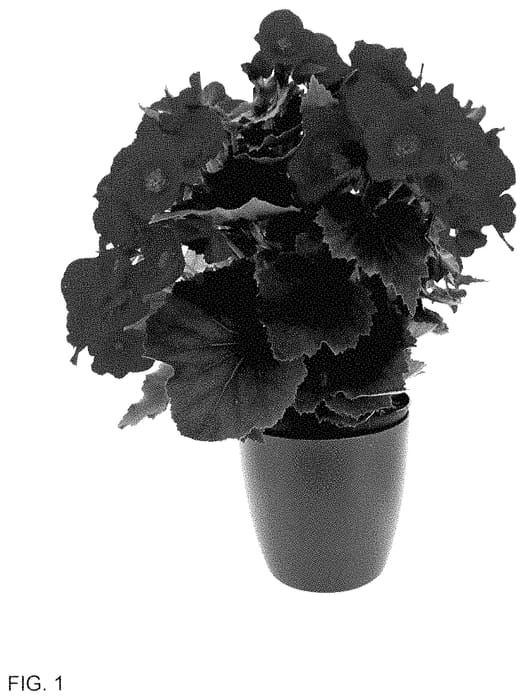 Figure 1 of US plant patent PP35185, the photograph of KRBEVRE01 printed in the patent.