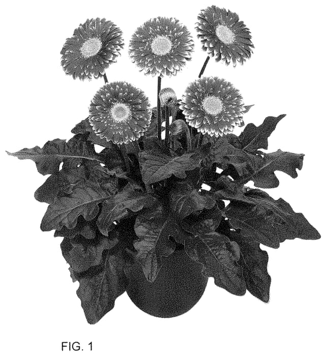 Figure 1 of US plant patent PP35186, the photograph of HILFHOTSPR printed in the patent.