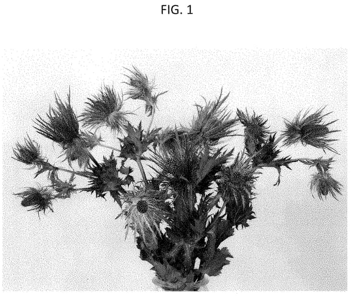 Figure 1 of US plant patent PP35187, the photograph of LEGMAVI printed in the patent.
