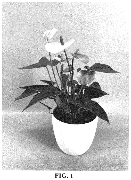 Figure 1 of US plant patent PP35188, the photograph of AN2884386 printed in the patent.