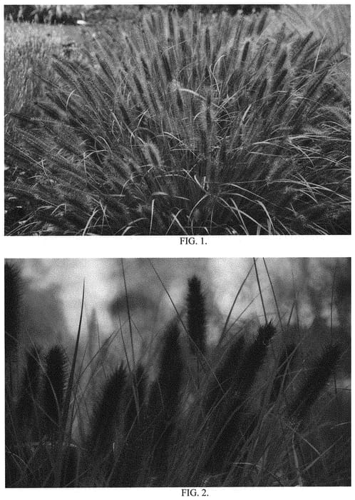 Figure 1 of US plant patent PP35189, the photograph of Water to Wine printed in the patent.