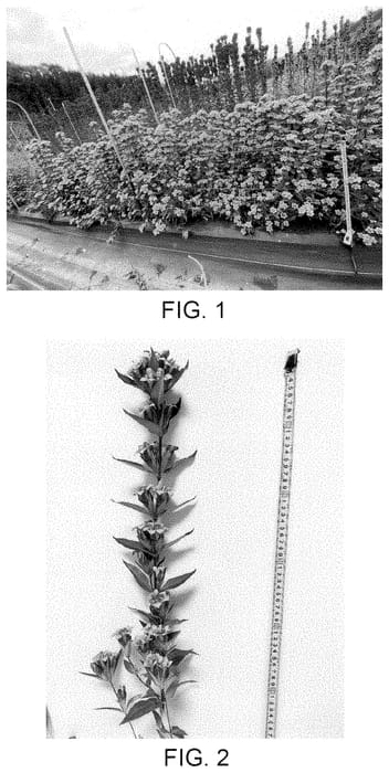 Figure 1 of US plant patent PP35190, the photograph of Ashiro 29-2073 printed in the patent.