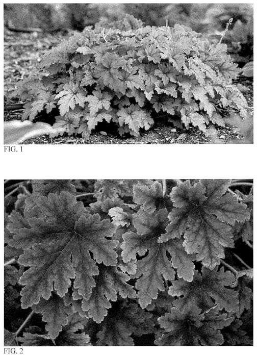 Figure 1 of US plant patent PP35191, the photograph of Copper King printed in the patent.
